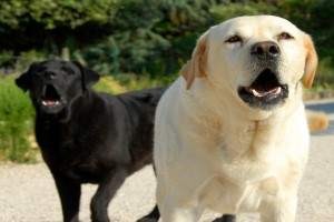 Como hacer que un perro no ladre