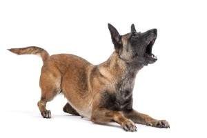 Ladridos de perros Ladridos de perros: cómo adiestrar un perro a no ladrar