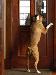 Como adiestar un perro a no ladrar a la puerta