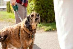 Que hacer si te muerde un perro
