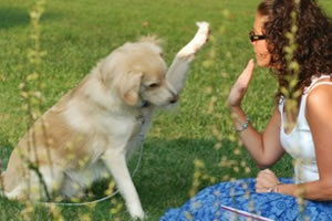 Adiestramiento canino