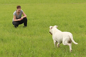 Cómo educar a un perro cachorro o adulto