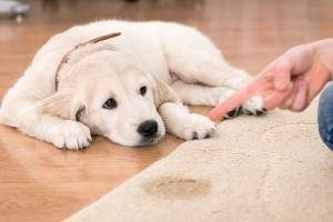 Cómo enseñar a un perro a hacer sus necesidades