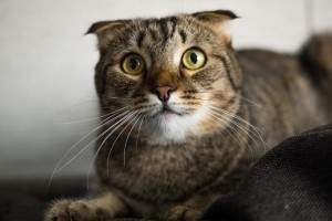Cómo educar a un gato