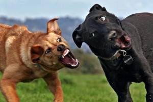 Como parar una pelea de perros