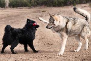 Cómo socializar a un perro