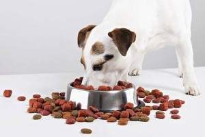 Comida de perro
