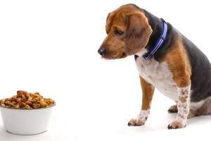 Comida para perros