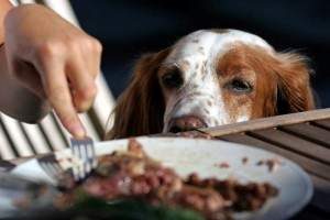 La alimentación del perro La alimentación del perro