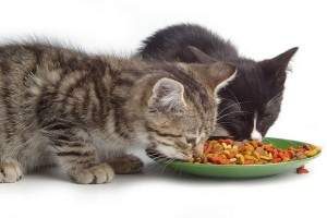 Alimentacion para gatitos