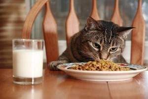 Comida gatos