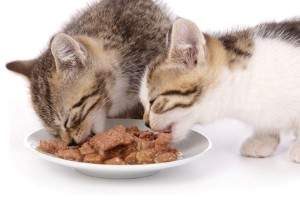 Comida para gatitos