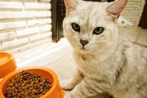 Comida para gatos Comida para gatos