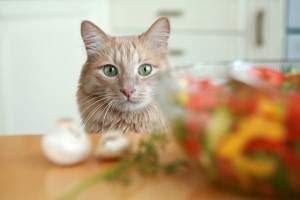 Mi gato no quiere comer