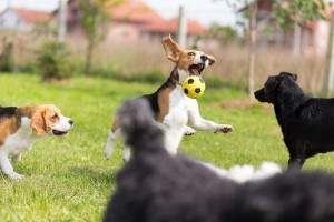 Juegos del perros