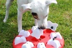 Juegos para perros