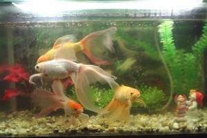 Cómo cuidar a un pez dorado