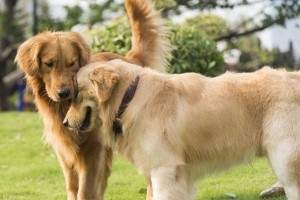 Perro Golden Retriever características