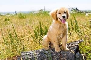 Perro Golden Retriever cuidados