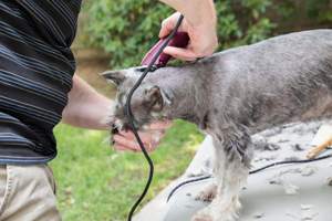 Perro Schnauzer cuidados