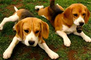 Perro Beagle características