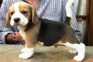 Perro Beagle cuidados