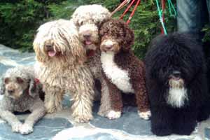 Perro de Agua Español cuidados Perro de Agua Español cuidados