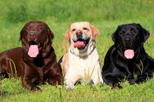 Perro Labrador Retriever características
