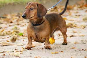 Perro Salchicha cuidados Perro Salchicha cuidados