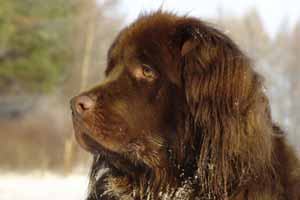 Perro Terranova cuidados Perro Terranova cuidados