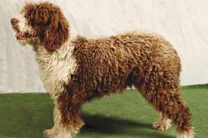 Raza de perro de Agua Español Raza de perro de Agua Español