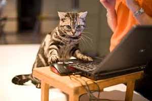 Inteligencia de los gatos
