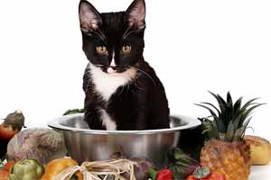 Comidas que tu gato no debería comer