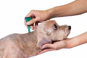 Antipulgas: cuáles son los mejores para eliminar pulgas de tu mascota