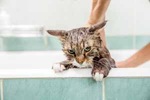 ¿Por qué los gatos odian el agua?