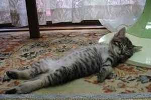 ¿Por qué mi gato duerme tanto? ¿Por qué mi gato duerme tanto?