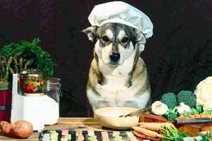 ¿Qué comida casera se le puede dar a un perro?
