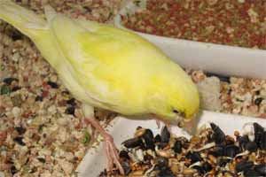 Alimentación de un canario