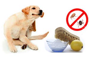 Remedios caseros para eliminar pulgas y garrapatas en perros