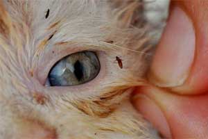 Cómo eliminar pulgas en gatos