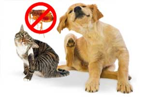 Cómo matar pulgas de perros y gatos