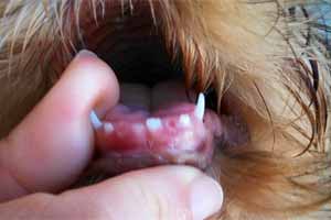 crecimiento De trato fácil Misterio Todo sobre el cambio de dientes en perros cachorros: síntomas de muda