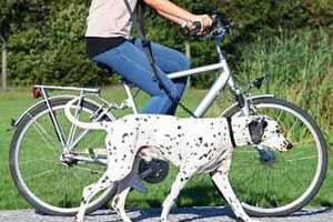 Ejercicios para hacer junto a tu mascota: mantén a tu perro en forma
