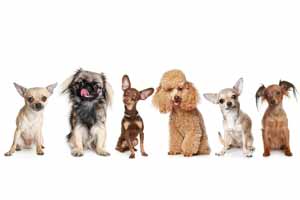 Ventajas y desventajas de tener un perro de raza pequeña Ventajas y desventajas de tener un perro de raza pequeña