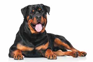 Raza de Rottweiler: características, cuidados, adiestramiento, vida