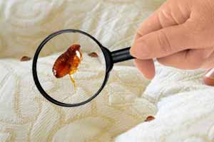Cómo eliminar las pulgas de la cama