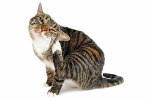 Cómo sacarle las pulgas a un gato: hazlo tú mismo