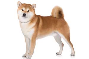 Raza de perro Akita Inu