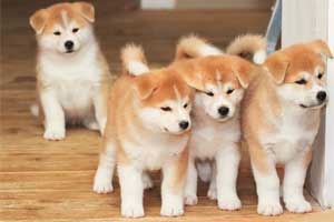 Cuidados del perro Akita Inu Cuidados del perro Akita Inu