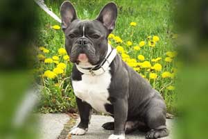 Cuidados de perro Bulldog Francés Cuidados de perro Bulldog Francés
